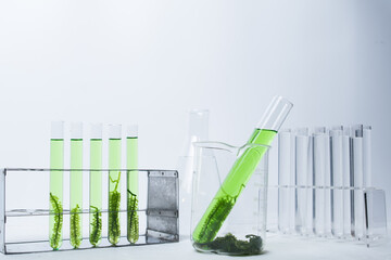 Green algae in test tubes for experimental production of alternative fuels, oil extracted from...