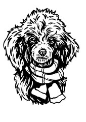 Poodle SVG, Dog Breed SVG, Dog SVG, Pet SVG, Cat SVG, Best Friend SVG, Guard SVG, Dog Lover SVG, Peeking Animal SVG, Poodle Silhouette, Poodle Vector, Clipart, Cut file for Cricut PNG, JPG, SVG