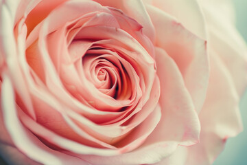 Obraz premium Close Up of Elegant Pink Rose Petals in Bloom Nature's Beauty and Delicate Floral Details