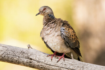 European turtle dove (Streptotelia turtur) perching on a branch with out of focus background