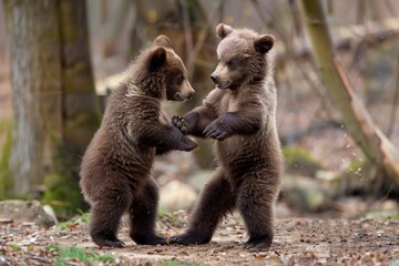 Obraz premium Two brown bear cubs standing upright play fighting