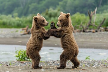 Fototapeta premium Two brown bear cubs standing upright play fighting