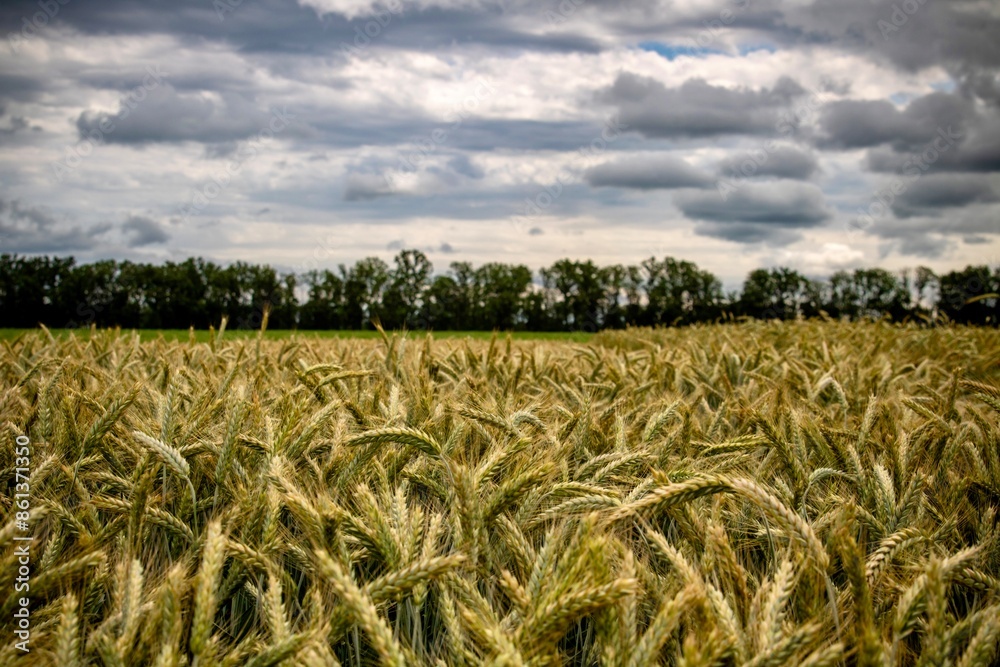 Sticker field of rye