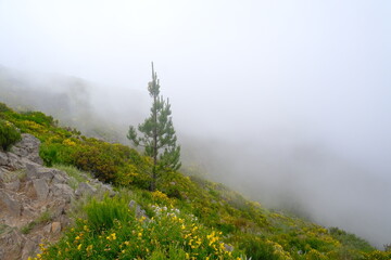 fog in the mountains