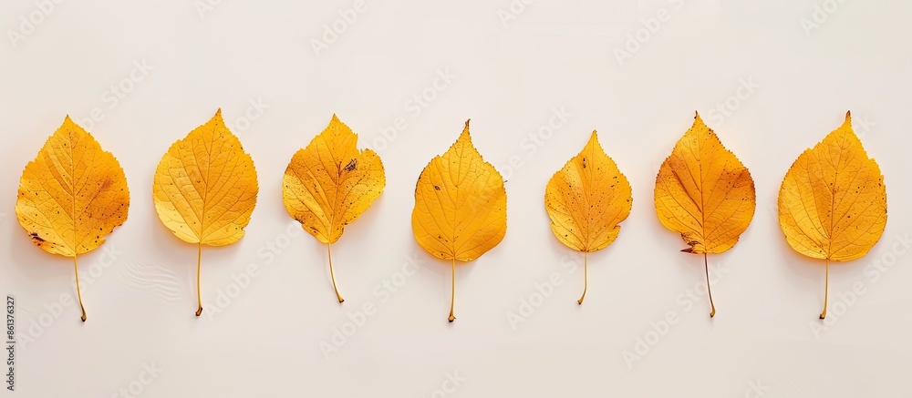 Poster White background with yellow autumn leaves arranged neatly for a minimalist style, featuring copy space image.