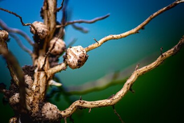 roots of soybean macro