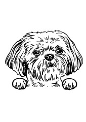 Shih tzu SVG, Dog Breed SVG, Dog SVG, Pet SVG, Cat SVG, Best Friend SVG, Guard SVG, Dog Lover SVG, Peeking Animal SVG, Shih tzu Silhouette, Shih tzu Vector, Clipart, Cut file for Cricut PNG, JPG, SVG