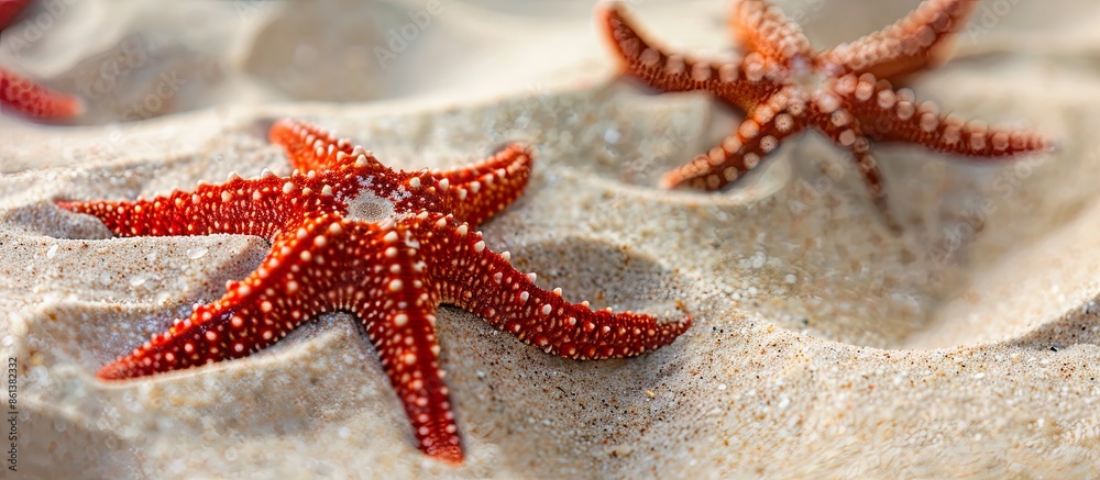 Poster red starfish on sandy beach with ample copy space image for summer backdrop.