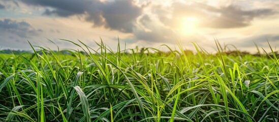 Fototapeta premium Sugarcane plants growing in a field with ample copy space image.