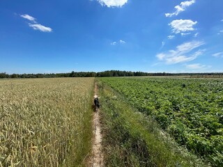 spacer z psem po wsi 