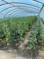 plantacja w tunelu pomidorów 