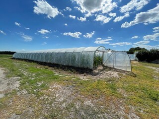 tunel foliowy z plantacją ogórków © Piotr