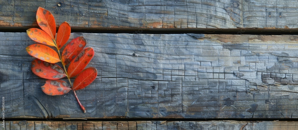 Poster an autumn mahonia leaf with copy space image on weathered wooden backdrop.