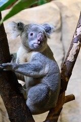 A koala bear sitting on branchs