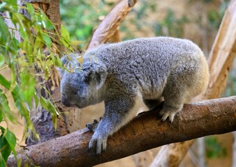 Obraz premium A koala bear walks on an eucalyptus branch