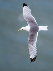 Black-legged Kittiwake, Rissa tridactyla, birds in flight over cliffs, Bempton Cliffs, North Yorkshire, England