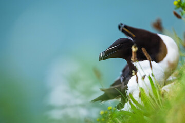 Razorbill, Alca Torda, birds on cliffs, Bempton Cliffs, North Yorkshire, England