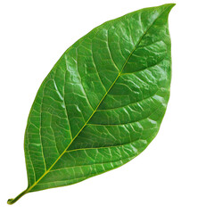 Obraz premium Green leaf isloated