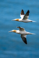 Northern Gannet, Morus bassanus, birds in flight over cliffs, Bempton Cliffs, North Yorkshire, England