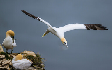 Northern Gannet, Morus bassanus, birds in flight over cliffs, Bempton Cliffs, North Yorkshire, England