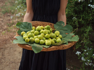 A woman in black dress holding cork wood tray full of ripe green figs in a Sardinian garden. Horizontal close-up.