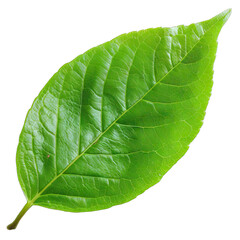 Obraz premium Green leaf isloated
