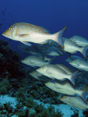 Schooling Spangled emperor Lethrinus nebulosus  
