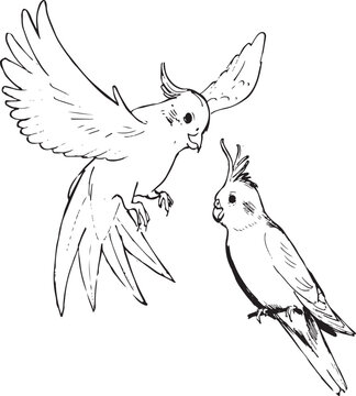 recommend clip art: Cockatiel bird ink illustration. Birdwatching sketches. Birds black and white vector line drawings. Flying bird with wings artwork. Wildlife animals. 