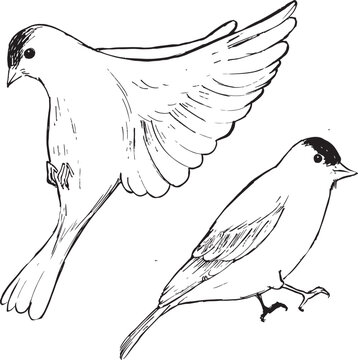 recommend clip art: Goldfinch bird ink illustration. Side view birds black and white vector drawing. Wildlife avian theme line illustration. Birdwatching sketches. Isolated on white. 