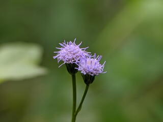 bandotan flower (Ageratum conyzoides) grows wild in the tropics