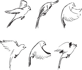 Bird movement sketches collection. Flying bird black and white vector drawing. Minimal simple style. Wildlife line illustration. 