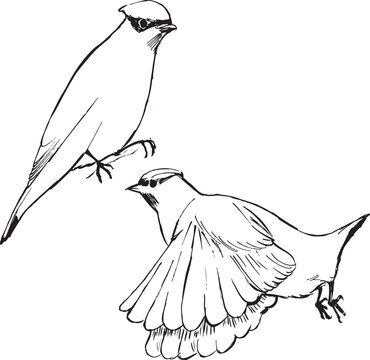recommend clip art: Waxwing bird ink illustration. Bird animal black and white drawing. Flying bird sketches. Simple minimal wildlife line illustration.