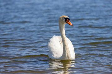 beautiful wild waterfowl swans in the summer season