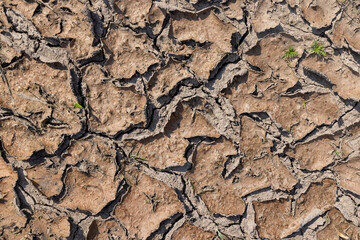 cracked soil in a field during a drought