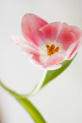 Obraz premium Elegant Pink Tulip Blooming with Green Leaves and Stem on Light Background. Floral, Spring, and Nature Theme. Perfect for Marketing, Design and Creative Project