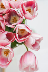 Pastel pink tulip flowers bouquet. Minimal creative floral concept