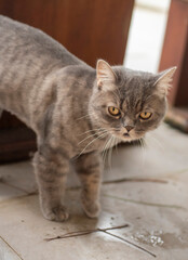 A cute cat that I know, his name is Heyla