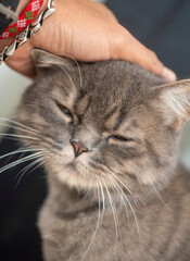 A cute cat that I know, his name is Heyla