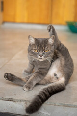 A cute cat that I know, his name is Heyla