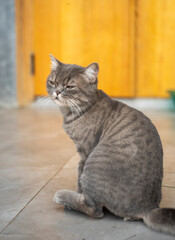 A cute cat that I know, his name is Heyla