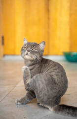 A cute cat that I know, his name is Heyla