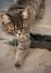 A cute cat that I know, his name is Heyla