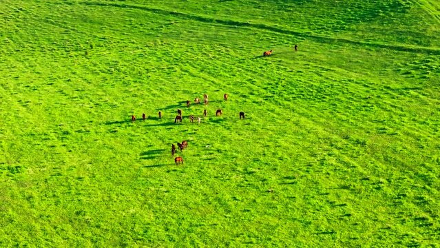 Grassy green jailoo pasture hills with grazing horses at sunny spring afternoon, aerial view with orc orbiting point of interest drone movement