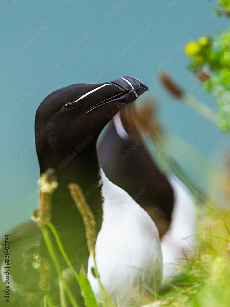 Sticker Razorbill, Alca Torda, birds on cliffs, Bempton Cliffs, North Yorkshire, England