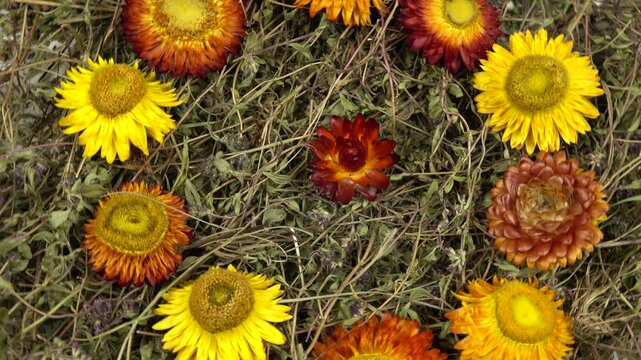 Colorful flowers helichrysum lie on a heap of the dried herb thyme, background