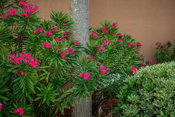 Oleander Bush