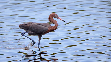 Reddish egret wading through shallow water