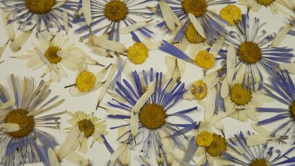 Heads of dried purple asters and chamomiles lie on a white background, floral composition - Powered by Adobe