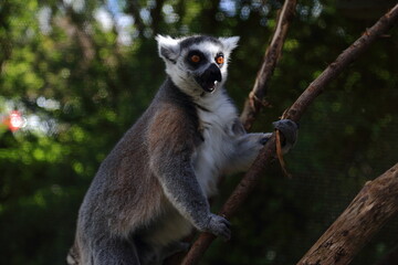 Lemur primate animal zoo