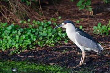 Black-crowned night heron standing in pond